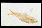 Detailed Fossil Fish (Knightia) - Wyoming #173740-1